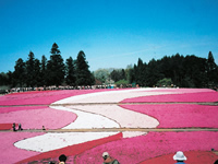 羊山公園「芝桜の岡」