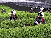 日本有数の生産量を誇る『西尾の抹茶』